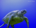   Green Turtle 20m no strobe. Rapae Wall Aitutaki Cook Islands strobe  